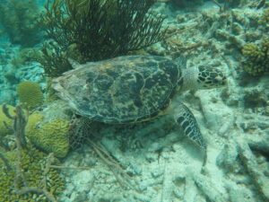 Snorkelen op Bonaire