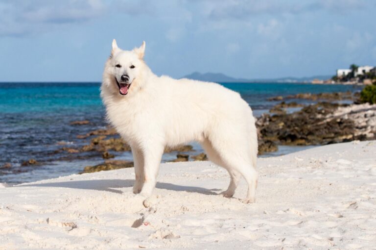 Vliegen met de hond