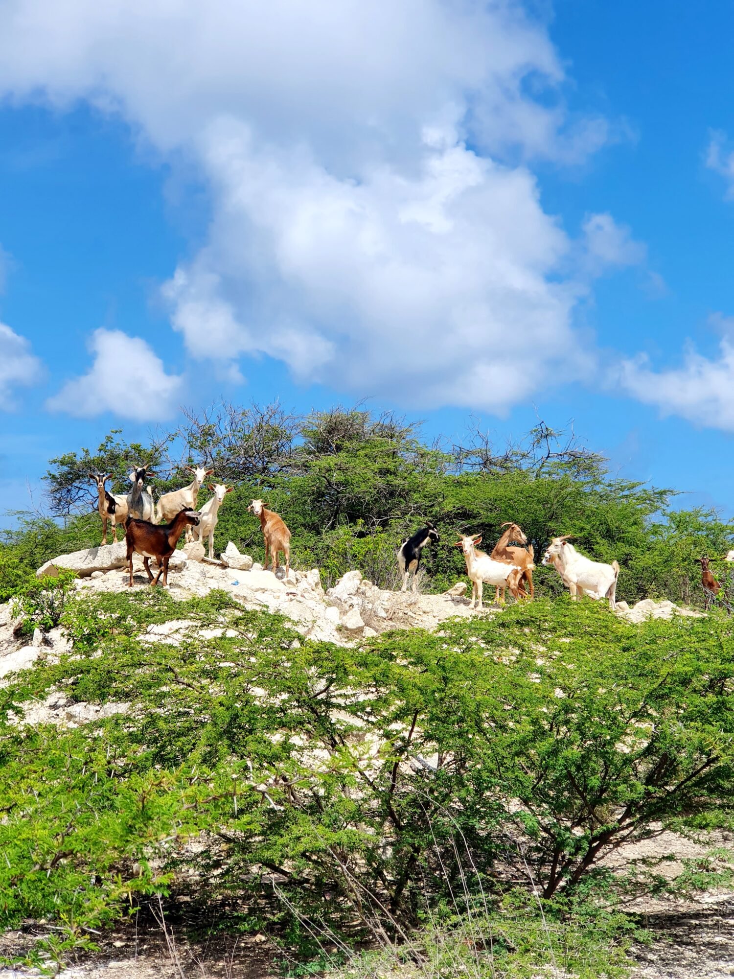 Hiken op Bonaire - Seru Largu hike