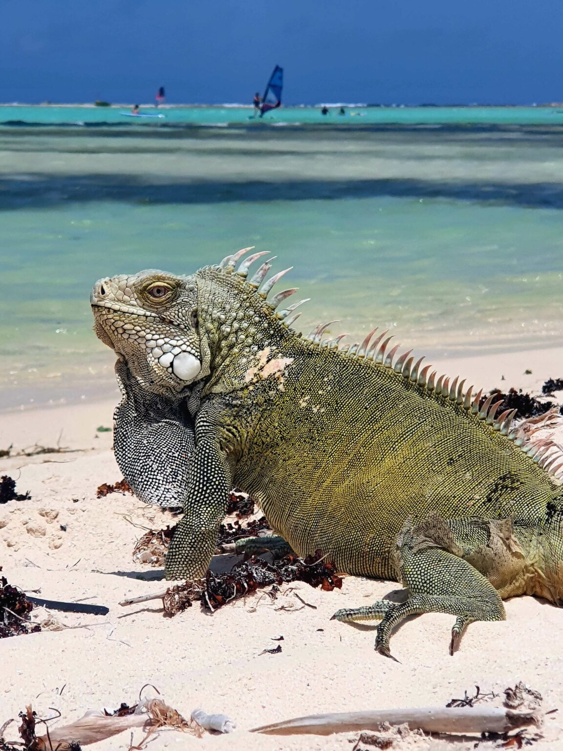 Top 7 mooiste stranden van Bonaire