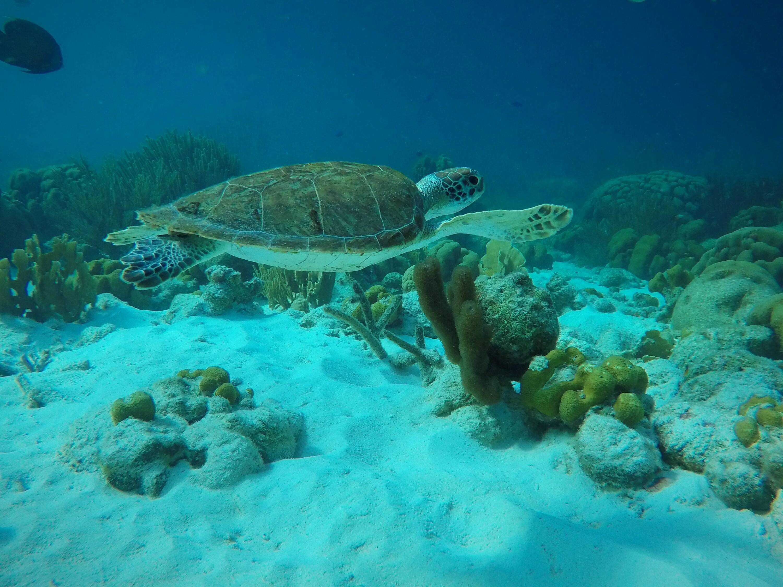 Bonaire onderwaterwereld