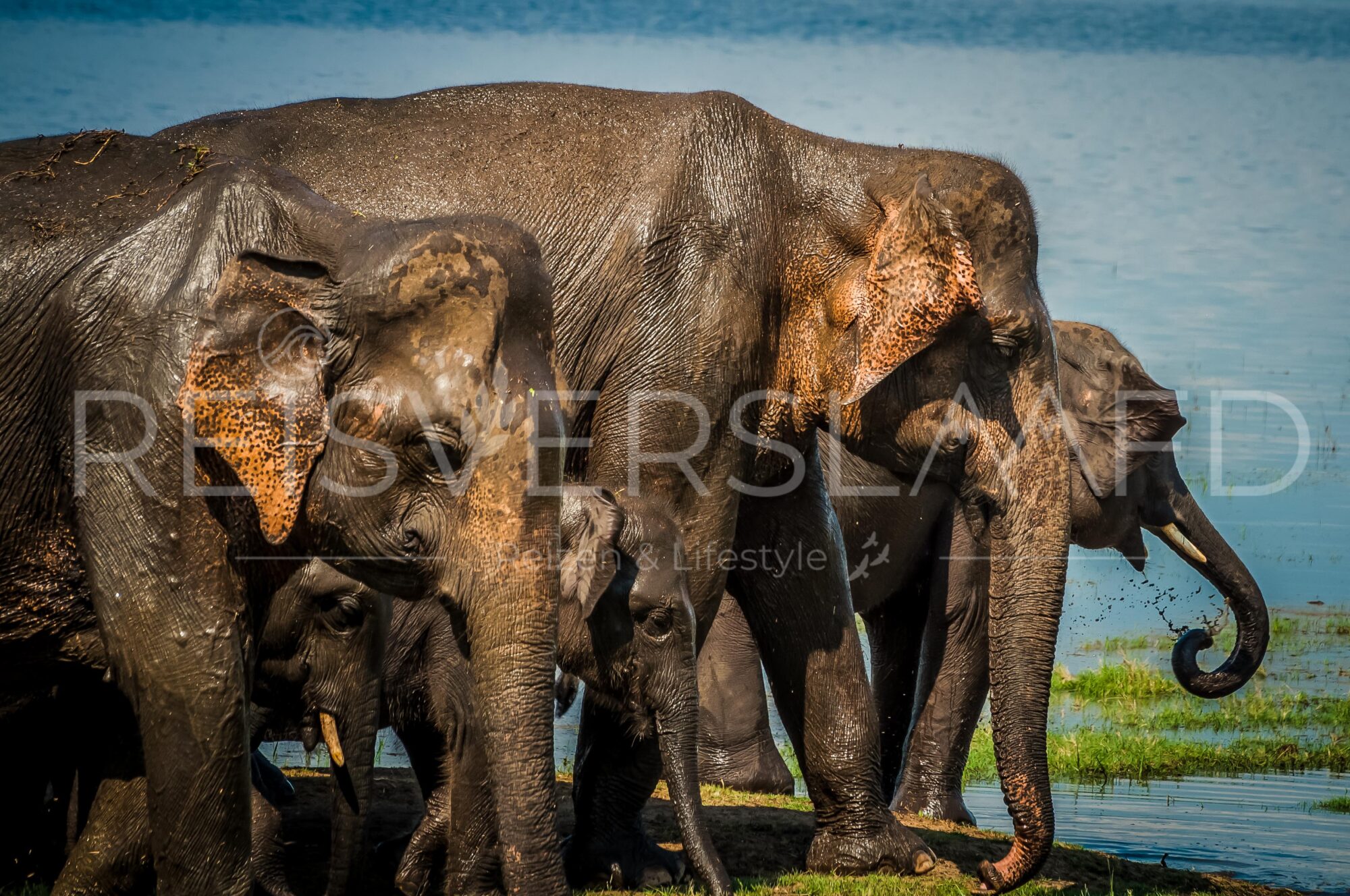 Sri-Lanka-olifanten