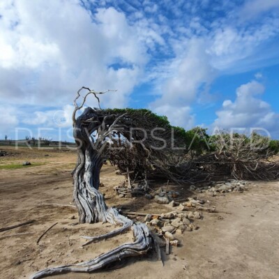 Longest Tree Bonaire