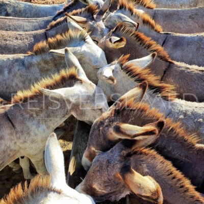 Donkeys Bonaire