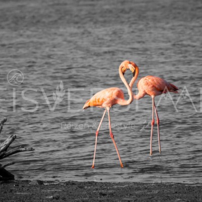 Flamingos Bonaire